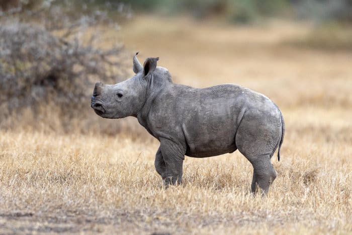 Cute baby white rhinoceros, Kenya
