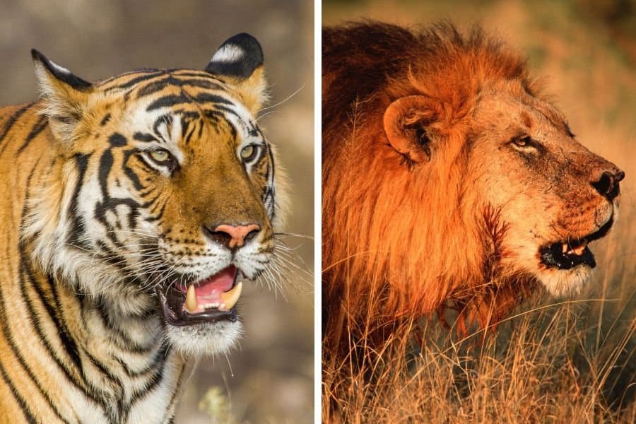 Tiger vs Lion - Battle of the Biggest Cats - Africa Freak
