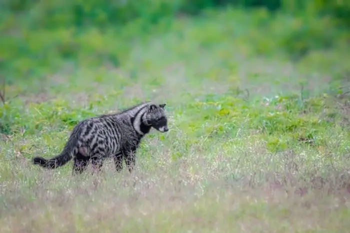 African civet in the open
