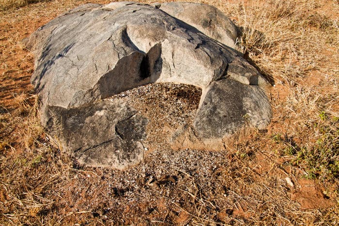 African civet midden, where the animal marks its territory