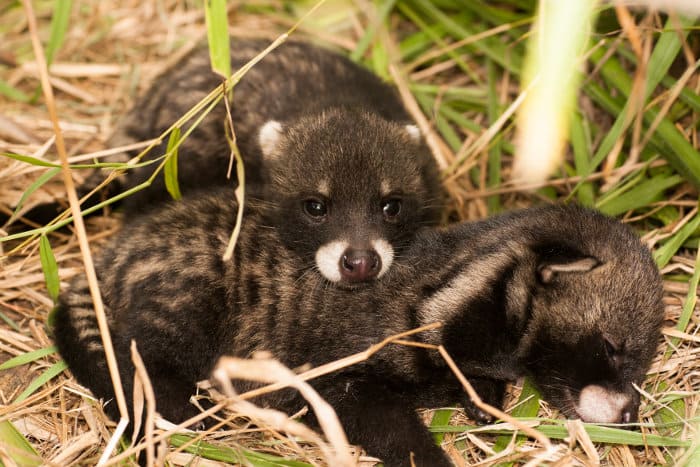 Cute baby African civets