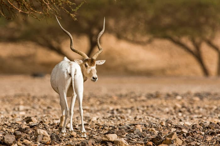 Addax antelope with impressive horns