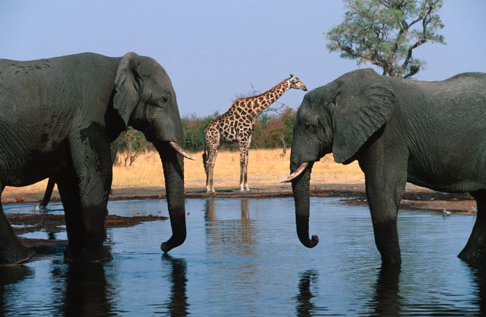 Two African elephants drinking, with a lone giraffe in the background