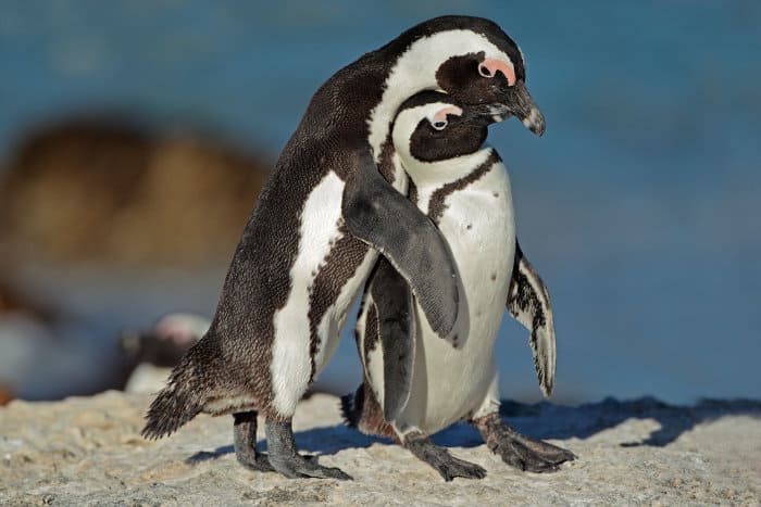 Pair of African penguins showing some affection - penguin hug