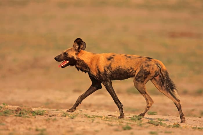 African wild dog in running motion, Moremi