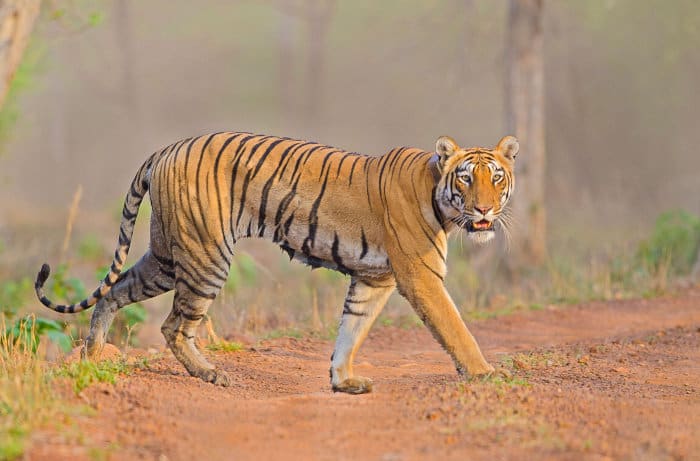 Large Bengal tigress facing the camera
