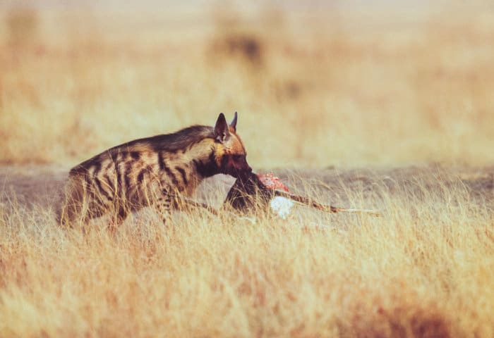 Indian striped hyena scavenging on a blackbuck kill