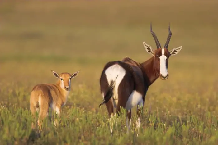 Adult bontebok and calf in flower meadow, West Coast National Park