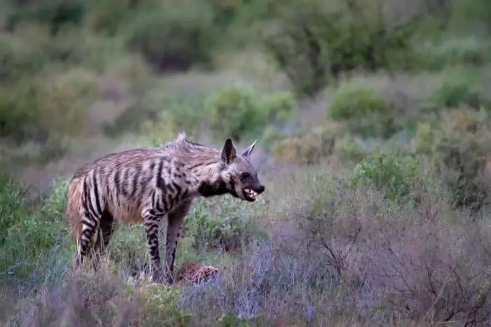 Angry striped hyena revealing its fangs, Samburu