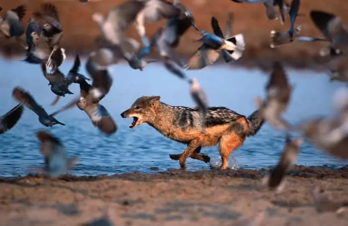 Black-backed jackal hunting a flight of doves, Etosha