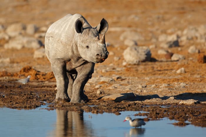 Black rhinoceros at a local waterhole in Etosha, Namibia