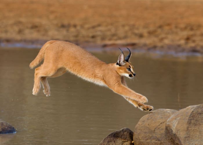 Caracal jumping over a body of water, landing firmly on a rock