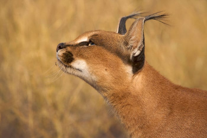 Caracal looking up, with its typical ear tufts