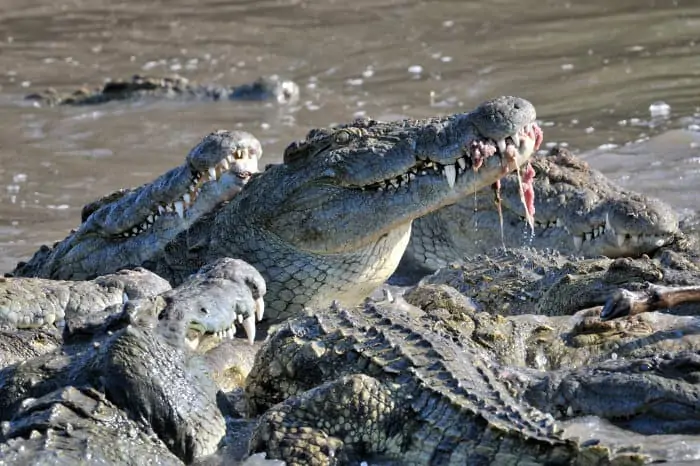 Congregation of crocodiles in Grumeti river, Tanzania