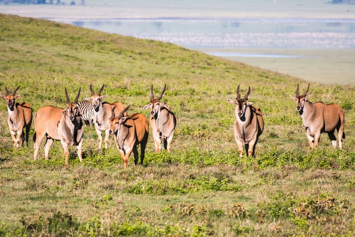 Herd of eland in Ngorongoro Conservation Area