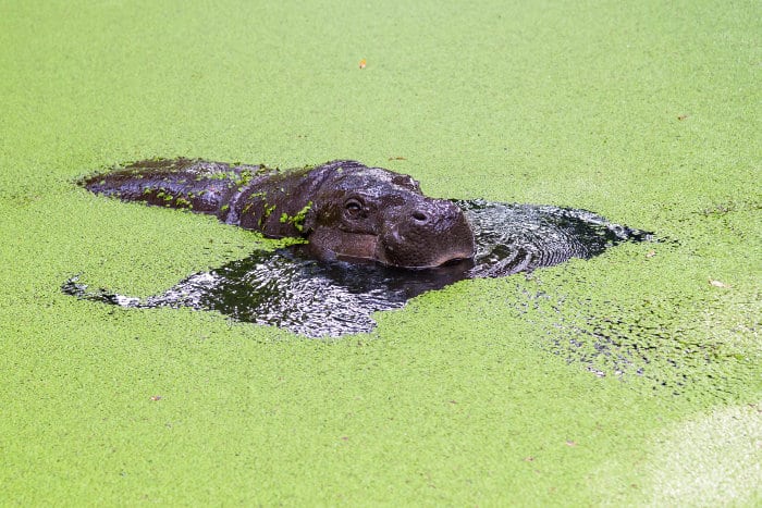 Pygmy hippopotamus emerging from water covered with duckweed