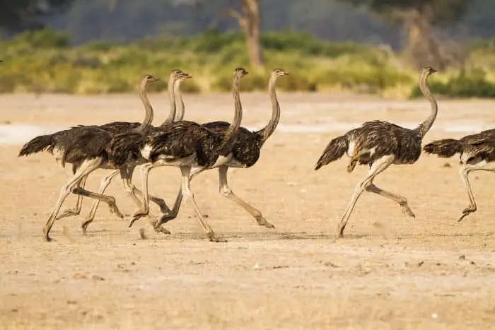Flock of female ostriches running across the foothills of Mount Kilimanjaro