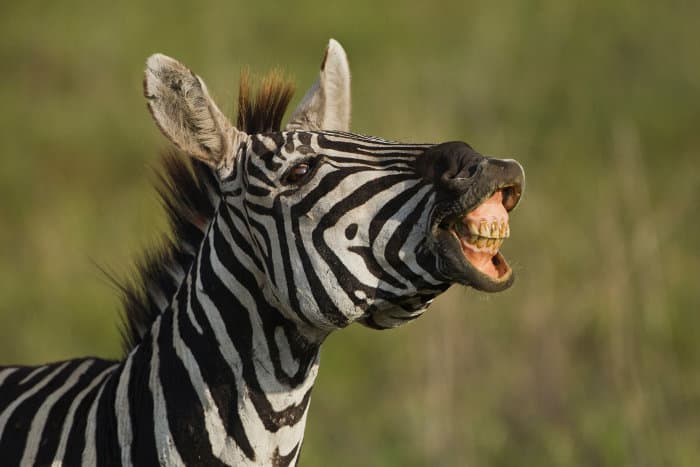 Funny zebra portrait, braying