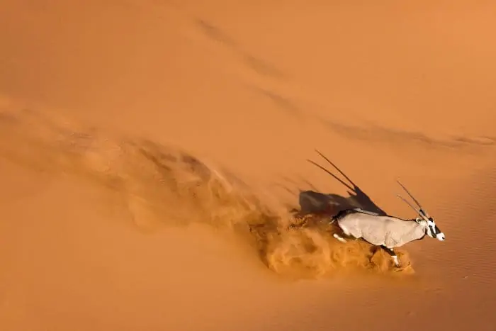Gemsbok running in the desert dunes of Sossusvlei, Namibia