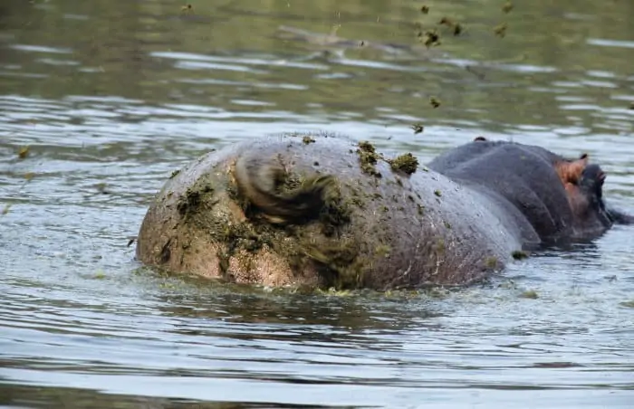 How do Hippos Fart? – Nature Blog Network