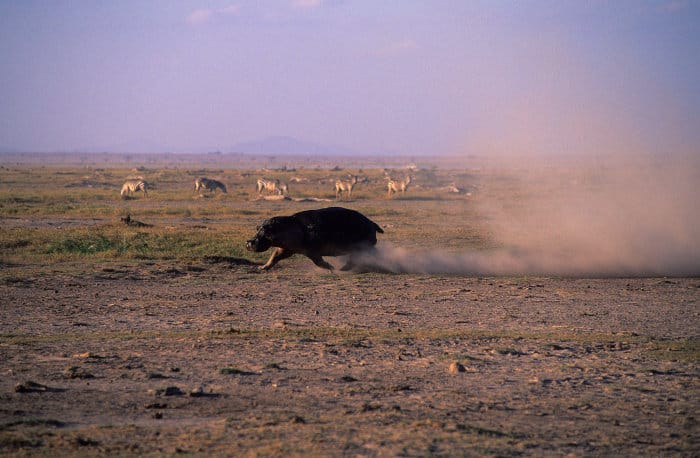 Hippo running in cloud of dust, with curious zebras watching in the background
