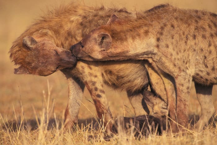 Spotted hyena greeting each other, as if they were having a kiss