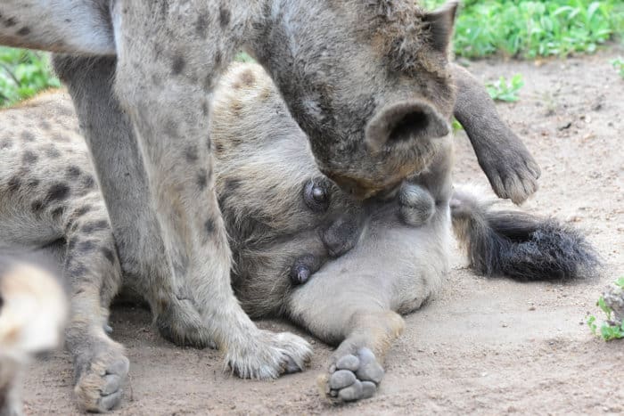 Spotted hyena sniffing genitals