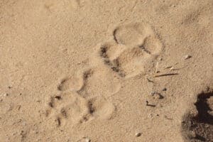 The Perils of a Female Hyena Giving Birth