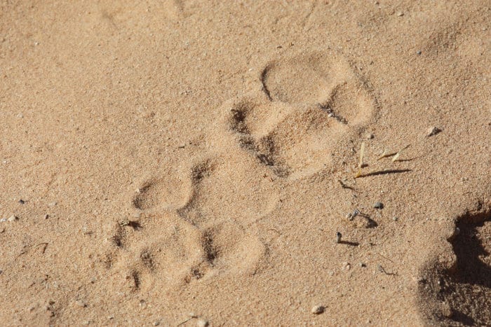 Spotted hyena footprints in the sand