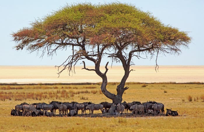 An implausibility of blue wildebeest shading under an acacia tree