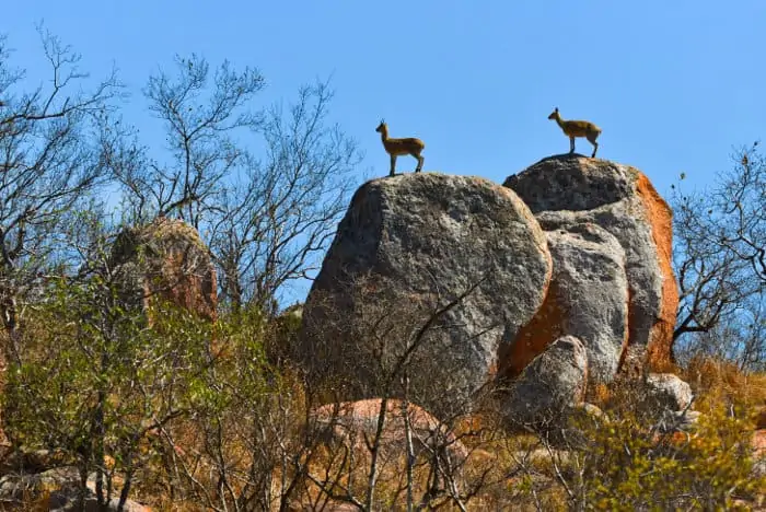 Pair of klipspringers on rocky outcrop, Kruger National Park
