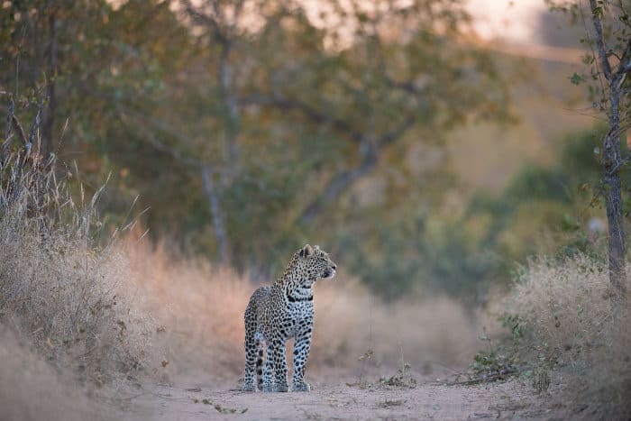 Leopard on a dirt road at Djuma Private Game Reserve, South Africa