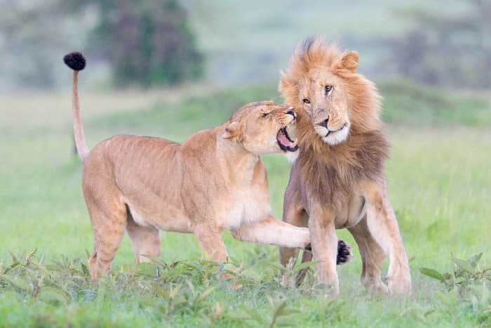 Lion and lioness having a bit of an argument, Masai Mara, Kenya