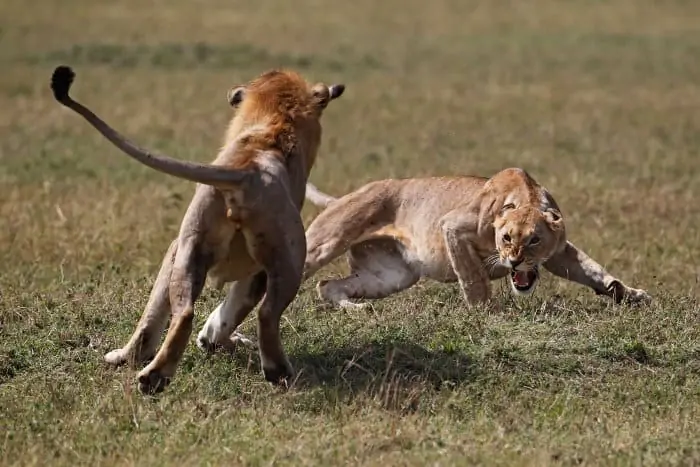 Lion vs lioness fight in the Masai Mara, Kenya