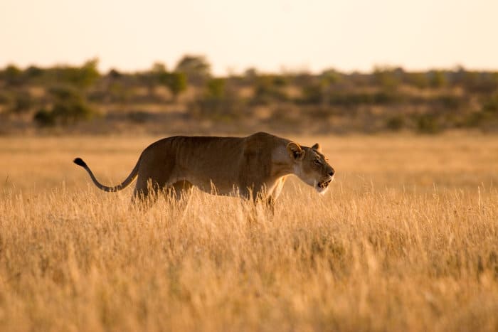 Lioness calling at sunrise, in the Central Kalahari Game Reserve