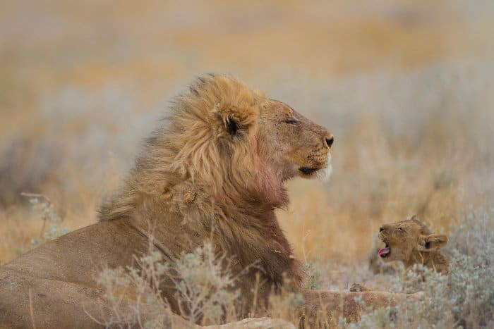 Male lion and cub, yawning