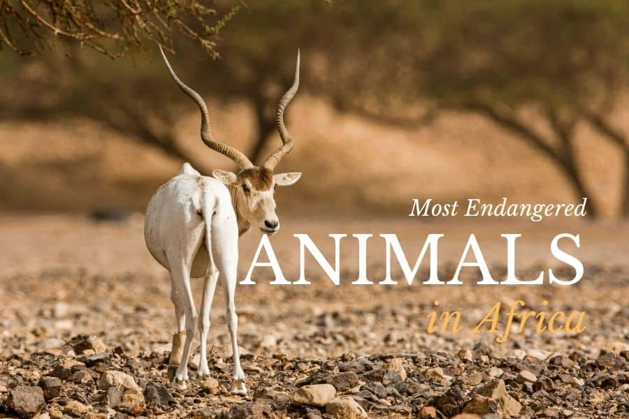 Top 10 most endangered animals in Africa
