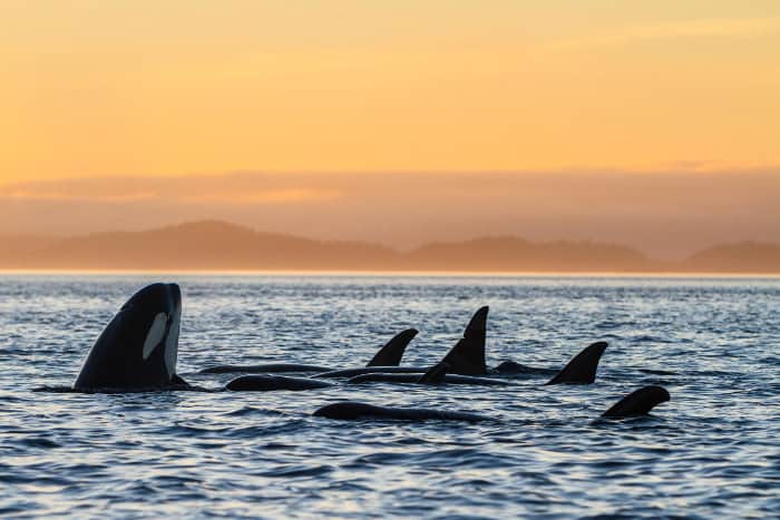 Orca family at sunset, off the coast of Vancouver Island
