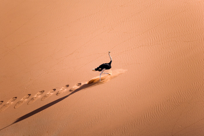 Male ostrich pictured from above, running in the Namibian dunes