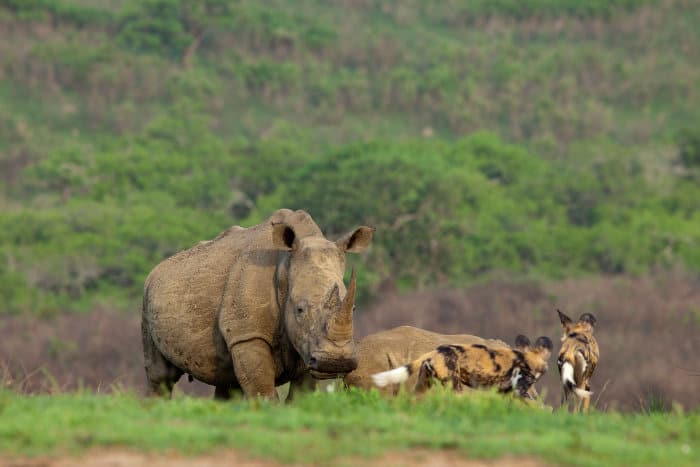 White rhino vs wild dogs encounter