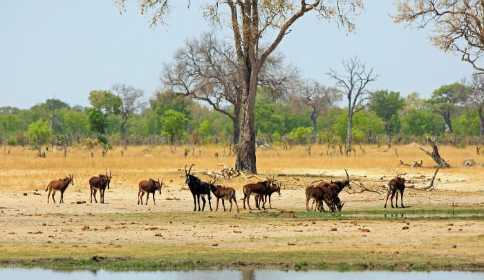 Herd of sable antelope in Hwange National Park, Zimbabwe