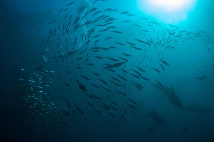 Dolphins and Cape cormorants swimming amongst a school of fish