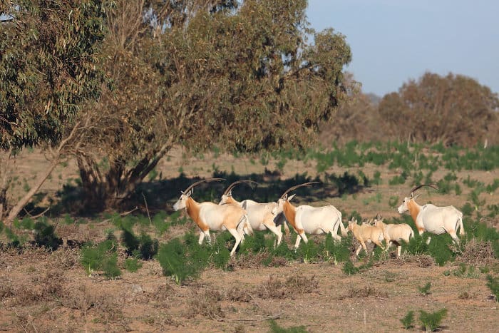 Scimitar oryx with young in Souss-Massa National Park, Morocco