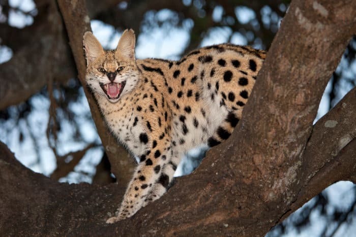 Serval hissing up in a tree