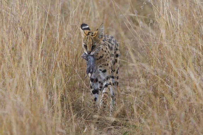 Serval cat with prey in its mouth