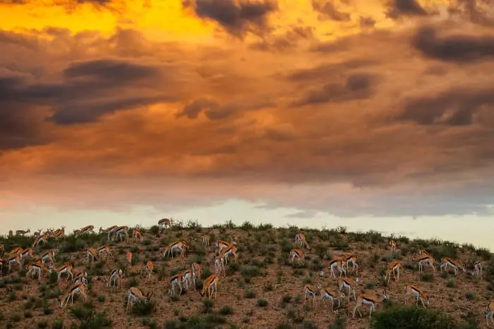Herd of springbok in the Kgalagadi at sunset