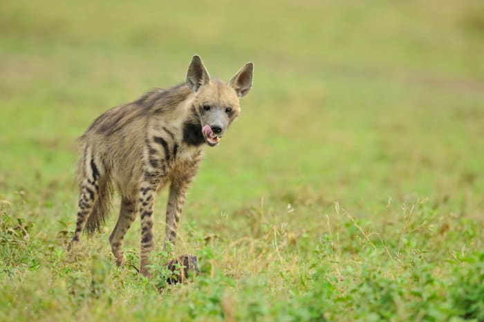 Striped hyena licking its lips, Ndutu area