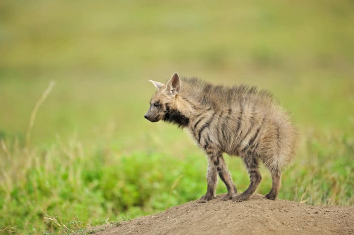 Cute baby striped hyena cub standing on a termite mound