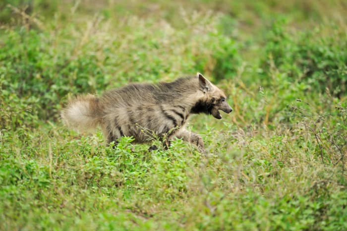 Striped hyena cub running, with mouth wide open