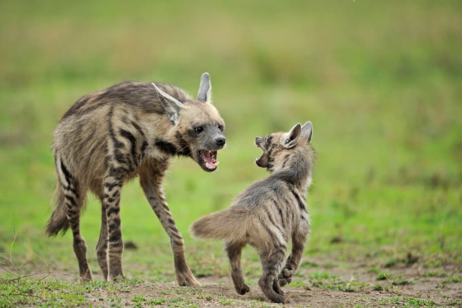 Mother and cub striped hyena having a little play fight